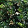 Medvědice lékařská - Arctostaphylos uva-ursi