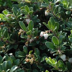 Medvědice lékařská - Arctostaphylos uva-ursi