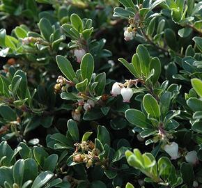 Medvědice lékařská - Arctostaphylos uva-ursi