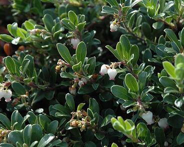 Medvědice lékařská