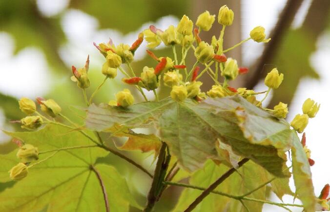 Javor mléč 'Emerald Queen' - Acer platanoides 'Emerald Queen'