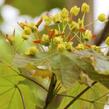 Javor mléč 'Emerald Queen' - Acer platanoides 'Emerald Queen'