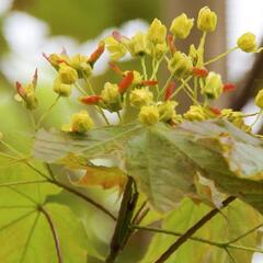 Javor mléč 'Emerald Queen' - Acer platanoides 'Emerald Queen'