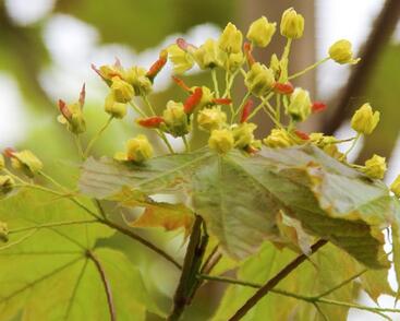 Javor mléč 'Emerald Queen'