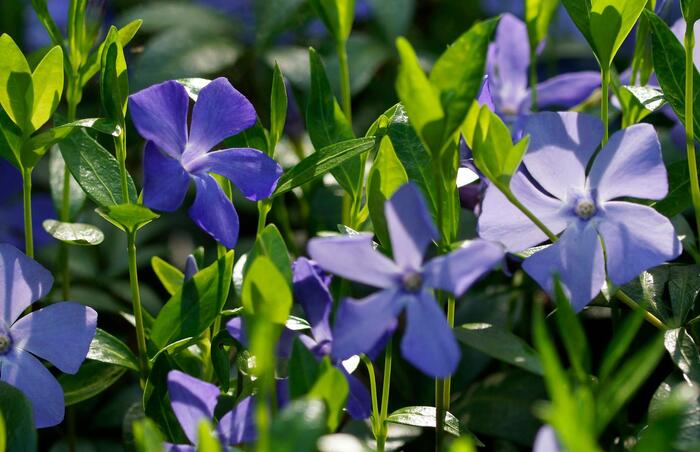 Barvínek menší 'Hawaii' - Vinca minor 'Hawaii'