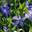 Barvínek menší 'Hawaii' - Vinca minor 'Hawaii'
