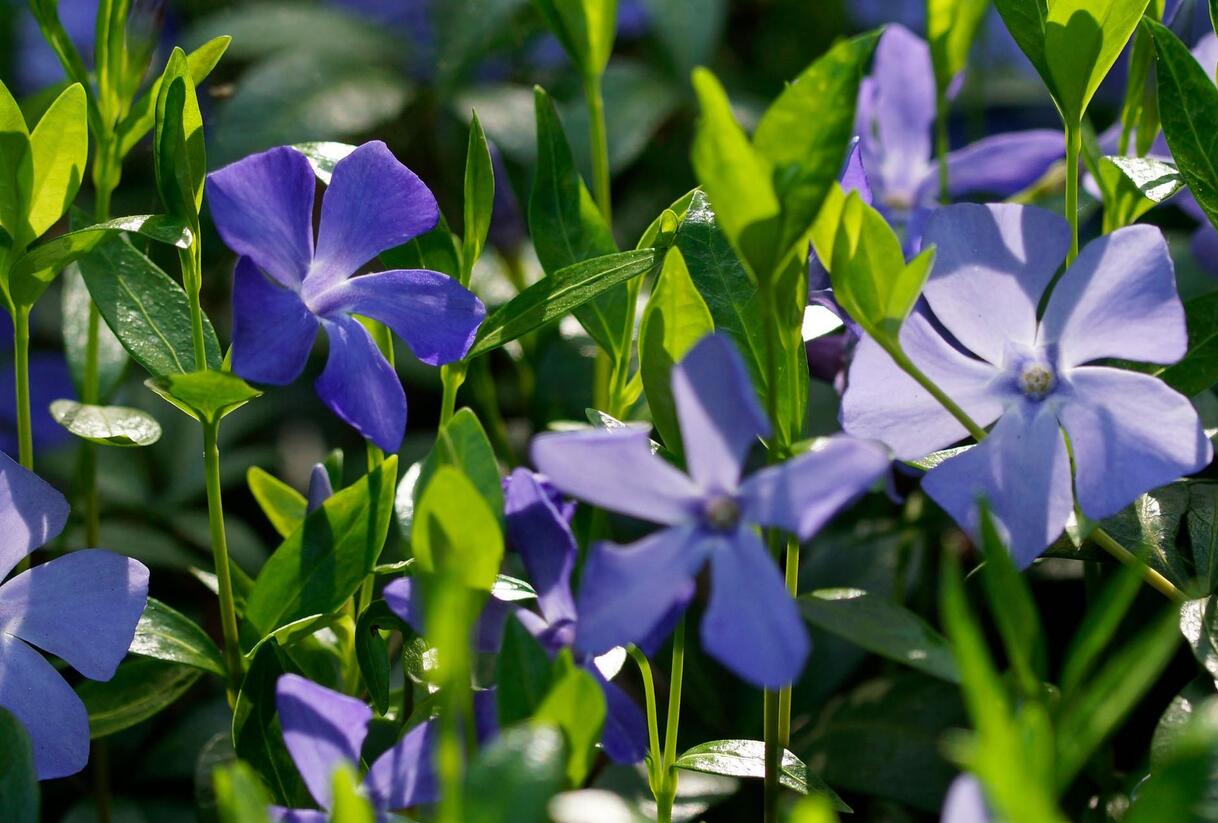 Barvínek menší 'Hawaii' - Vinca minor 'Hawaii'