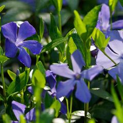 Barvínek menší 'Hawaii' - Vinca minor 'Hawaii'