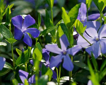 Barvínek menší 'Hawaii'