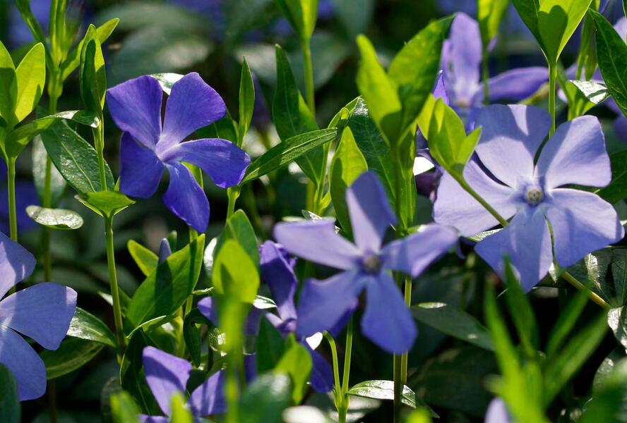 Barvínek menší 'Hawaii' - Vinca minor 'Hawaii'