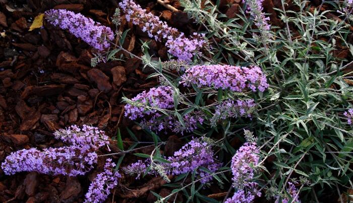 Motýlí keř, Komule Davidova 'Lavender Flow' ( Free Petite®) - Buddleja davidii 'Lavender Flow' ( Free Petite®)