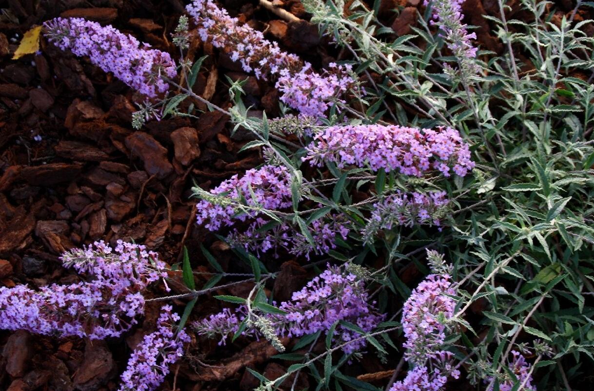Motýlí keř, Komule Davidova 'Lavender Flow' ( Free Petite®) - Buddleja davidii 'Lavender Flow' ( Free Petite®)
