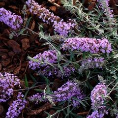 Motýlí keř, Komule Davidova 'Lavender Flow' ( Free Petite®) - Buddleja davidii 'Lavender Flow' ( Free Petite®)