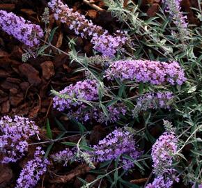 Motýlí keř, Komule Davidova 'Lavender Flow' ( Free Petite®) - Buddleja davidii 'Lavender Flow' ( Free Petite®)