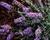 Motýlí keř, Komule Davidova 'Lavender Flow' ( Free Petite®)