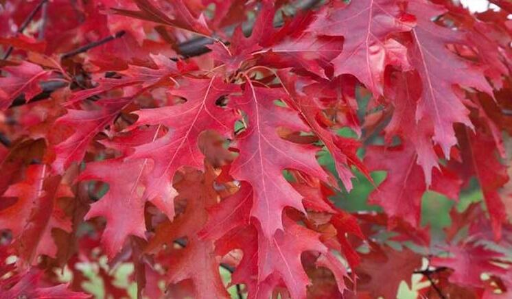 Dub šarlatový - Quercus coccinea