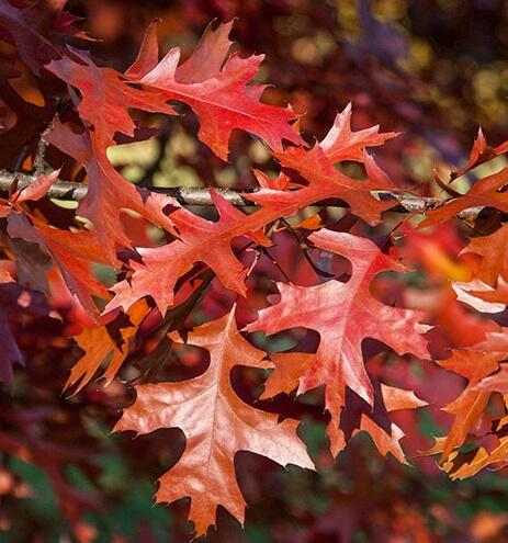 Dub šarlatový - Quercus coccinea