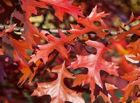 Dub šarlatový - Quercus coccinea