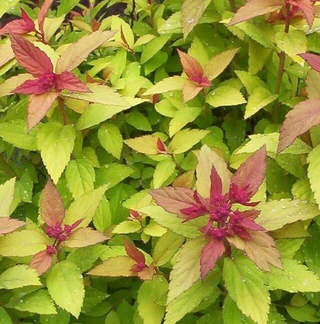 Tavolník japonský 'Golden Carpet' - Spiraea japonica 'Golden Carpet'