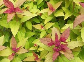 Tavolník japonský 'Golden Carpet' - Spiraea japonica 'Golden Carpet'