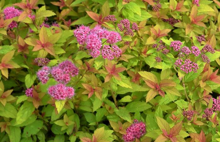 Tavolník japonský 'Golden Carpet' - Spiraea japonica 'Golden Carpet'