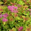 Tavolník japonský 'Golden Carpet' - Spiraea japonica 'Golden Carpet'