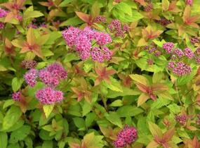 Tavolník japonský 'Golden Carpet' - Spiraea japonica 'Golden Carpet'