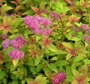 Tavolník japonský 'Golden Carpet' - Spiraea japonica 'Golden Carpet'