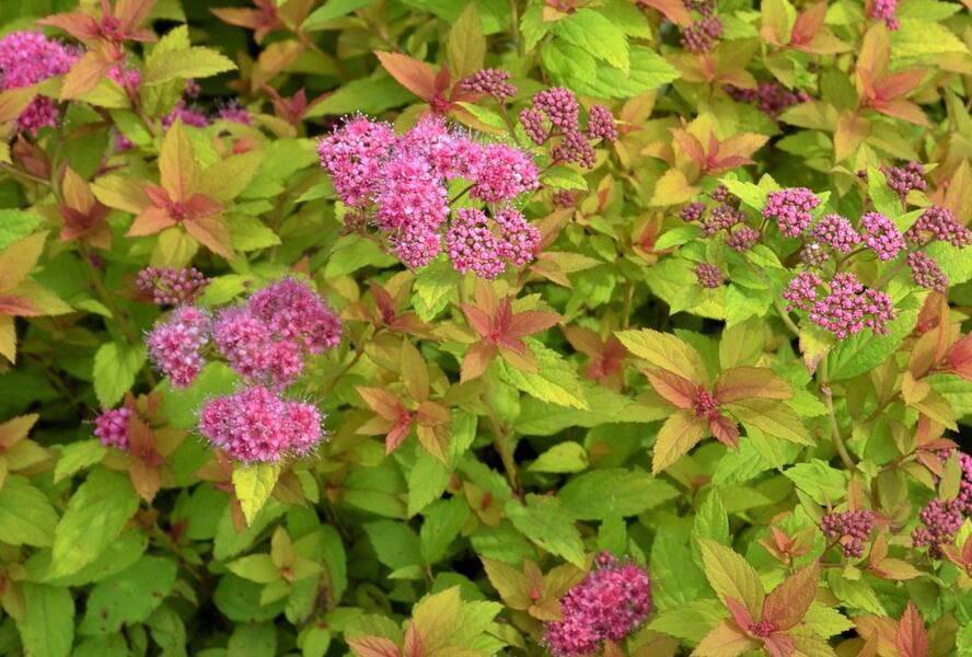 Tavolník japonský 'Golden Carpet' - Spiraea japonica 'Golden Carpet'
