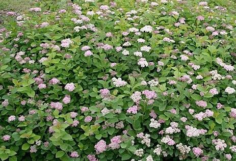 Tavolník - Spiraea densiflora