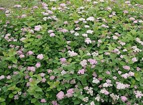 Tavolník - Spiraea densiflora