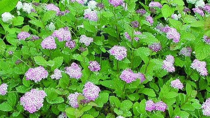 Tavolník - Spiraea densiflora