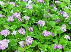 Tavolník - Spiraea densiflora