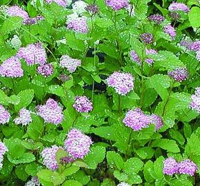 Tavolník - Spiraea densiflora