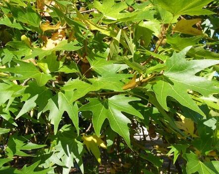 Platan východní - Platanus orientalis