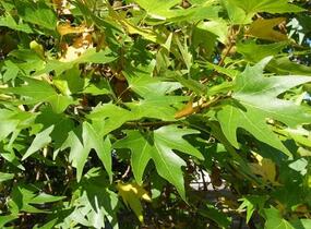 Platan východní - Platanus orientalis