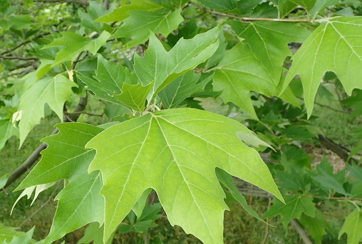 Platan východní - Platanus orientalis