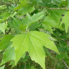 Platan východní - Platanus orientalis