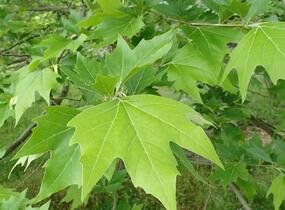 Platan východní - Platanus orientalis