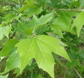 Platan východní - Platanus orientalis