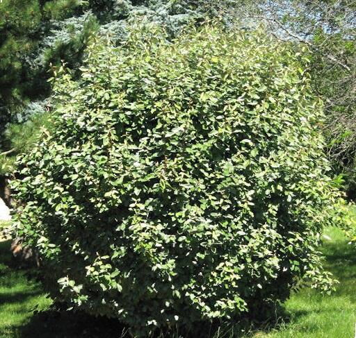 Hlošina Ebbingeova 'Compacta' - Elaeagnus x ebbingei 'Compacta'