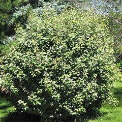 Hlošina Ebbingeova 'Compacta' - Elaeagnus x ebbingei 'Compacta'