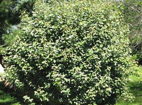 Hlošina Ebbingeova 'Compacta' - Elaeagnus x ebbingei 'Compacta'
