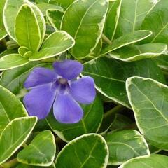 Barvínek větší 'Aureomarginata' - Vinca major 'Aureomarginata'