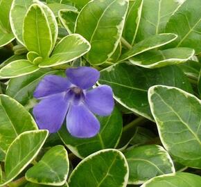 Barvínek větší 'Aureomarginata' - Vinca major 'Aureomarginata'