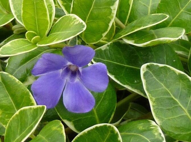 Barvínek větší 'Aureomarginata' - Vinca major 'Aureomarginata'