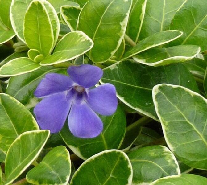 Barvínek větší 'Aureomarginata' - Vinca major 'Aureomarginata'