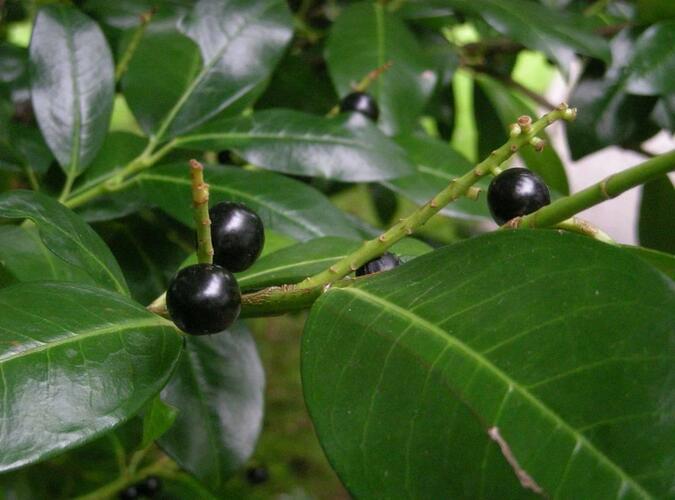 Bobkovišeň lékařská 'Mischeana' - Prunus laurocerasus 'Mischeana'