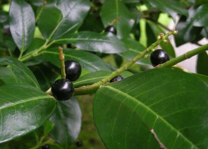 Bobkovišeň lékařská 'Mischeana' - Prunus laurocerasus 'Mischeana'