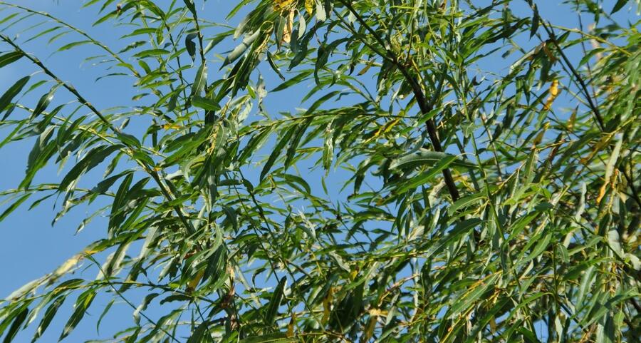 Vrba špičatolistá 'Pendulifolia' - Salix acutifolia 'Pendulifolia'